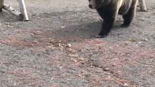 Bear Uses Yellowstone Boardwalk to Cross