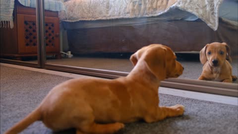 A dog fights with his reflection in themirror