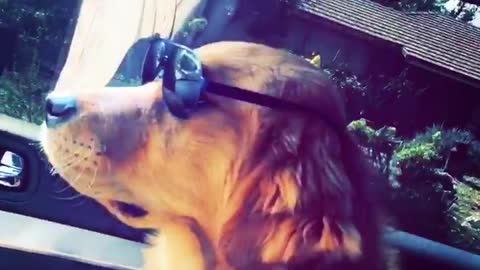 Dog tries on sunglasses!!