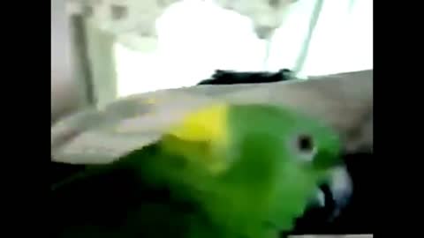 Singing Talking Laughing Funny Smart Clever Parrots