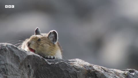 Cute Pika Steals Food From Neighbours Mammals BBC Earth