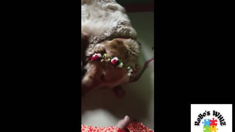 Dog Shares food with parrot