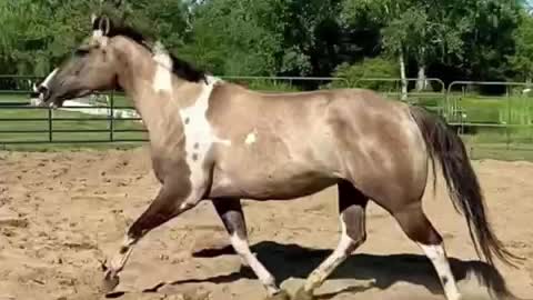 Kimber-2015 APHA grulla tobiano mare