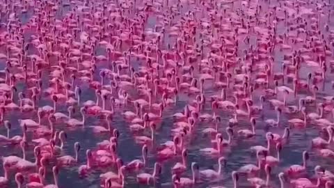 How beautiful are these flamingos? ❤️