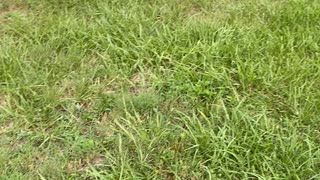 One year old learning how to kick a ball