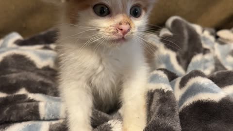 Kitten Wears a Tiny Sombrero