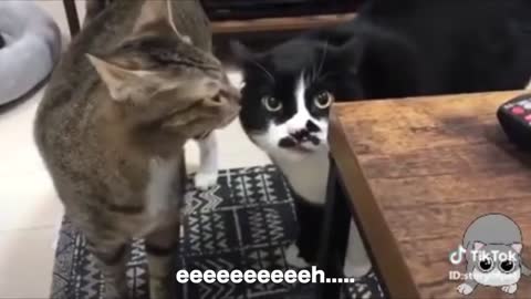 Funny Video | Funny cat Video