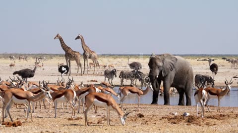 Wild Animals Gather Around a Waterhole in Etosha National Park,
