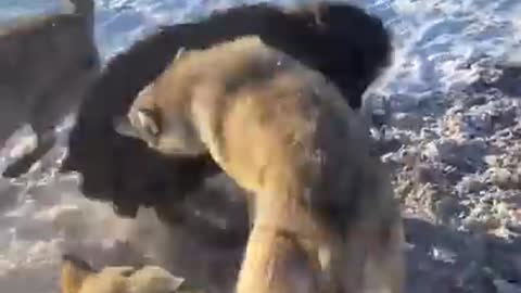 Tibetan Mastif vs wolfs