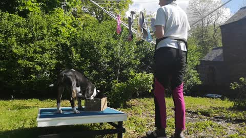 English Bull Terrier helps his owner with the laundry