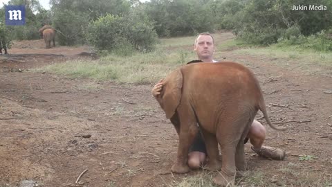 A hilarious VIDEO shows the baby elephant disrupting Geoff Mayes' piece to camera