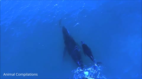 Dolphins Swimming Video