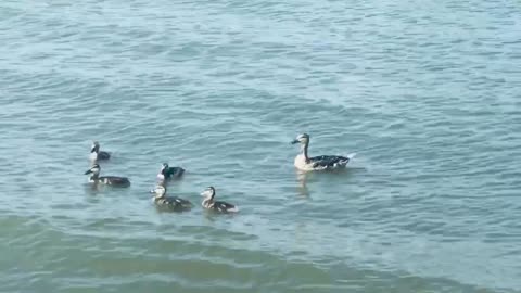 Duckling parade