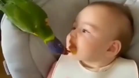 Parrot playing with cute Baby
