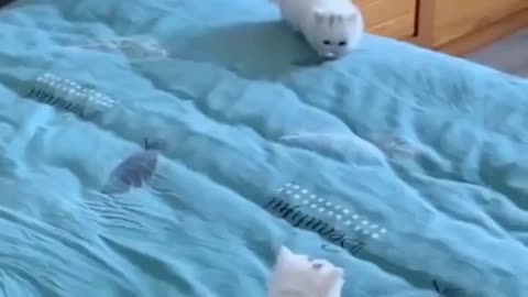 funny cats