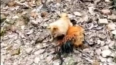 Funny dogs and chickens fighting