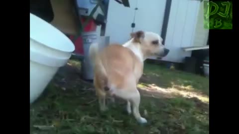 Funny animals farting compliation