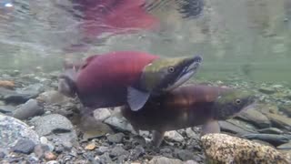 Sockeye Salmon