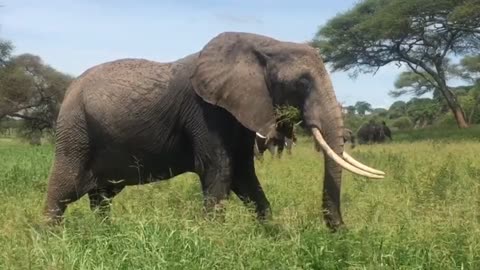 elephant-nature-safari-animal-wild-