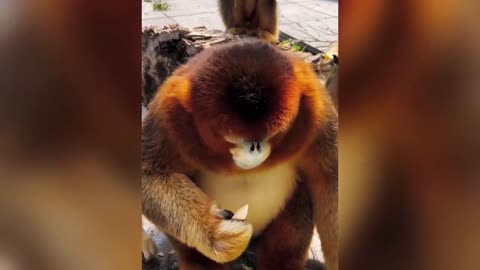 Baby Animals' Ultimate Compilation of Adorable Moments - Cutest Animals
