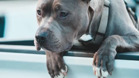 free! free pitbull puppies 🔥🔥🔥 pitbull at low price Free adoption 😱😱😱◾ Shanu pets and farm