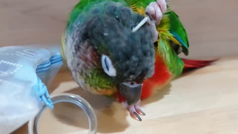 Yellow Side Conure Scratches Head with a Feather