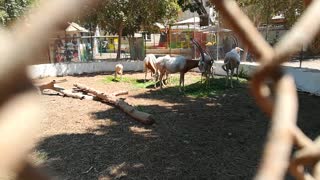 African White Horned Oryx Favorite Food ' Green Grass '