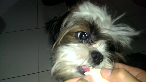 Adorable puppy enjoying his sandwich