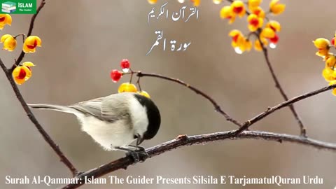 Surah AlQammar Complete Surah Urdu Translation Peaceful