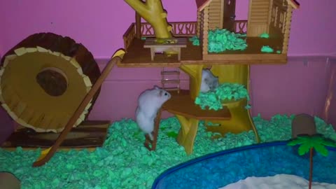 Hamsters go absolutely nuts for new treehouse!