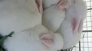 Cute rabbits