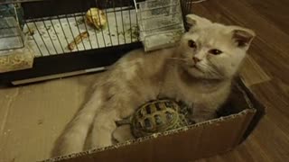 Cat and turtle share unlikely friendship