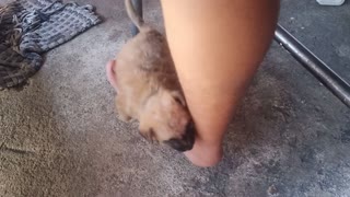 Sweet Puppy Relaxing on a Rocking Foot