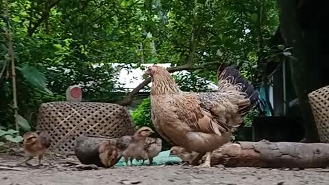 The chicken is a beautiful moment to feed her kids.