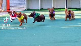 Florida wiener dog derby . Com