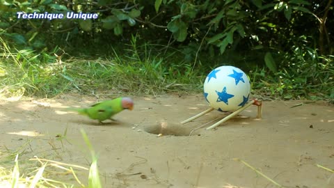 Rolling Parrot Trap, Creative Unique Bird Trap with Small Plastic Ball || 2023