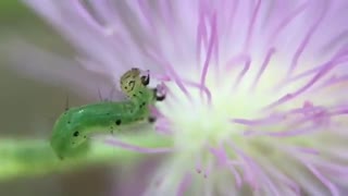 Caterpillar Eats Petal