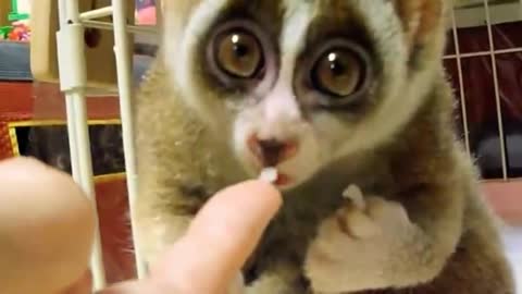 Lemur Gonna get you