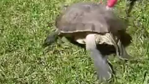 fun turtle