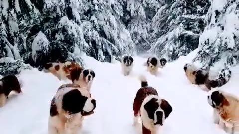 #Beautiful #snowfall with #Dogs moving around