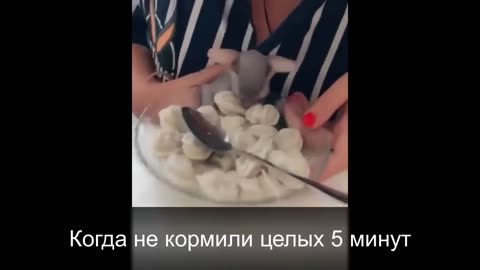 Сфинксы Кошки - Клоуны по Жизни. Смешные кошки. Видео про кошек и про котов