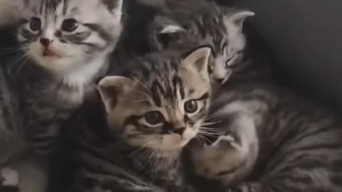 The Cutest Kitten Pile-Up