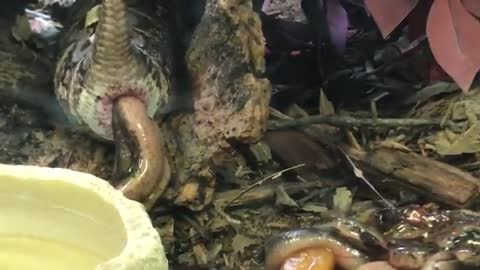 Gaboon viper giving birth.