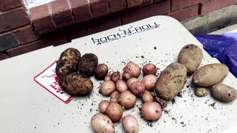 Harvesting Potatoes FIRST TIME EVER!! Garden update, Tomatoes, Green Beans in the Texas Heat wave.