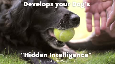Develops your Dog's "Hidden Intelligence"