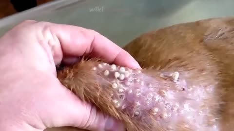 Mango Worm Removal (Popping) - Maggots in a DOG 😬