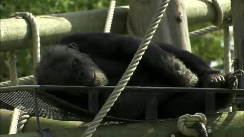 BBC Natural World - The Chimpcam Project - Full Documentary