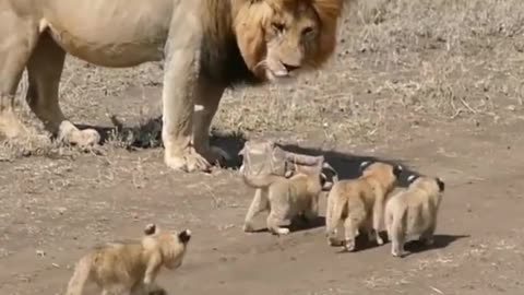 "Heartwarming Reunion: Lion Cubs Meet Dad for the First Time"