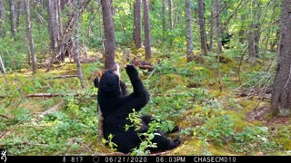 Black Bear And Her Cubs Scent Marking