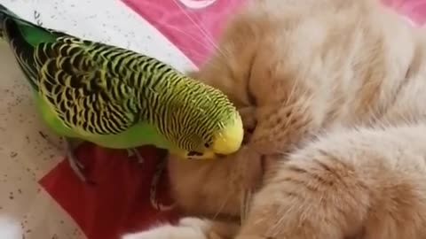 Sleeping cat bears adorably parrot scouring the bag